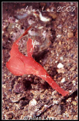 Robust ghost pipefish.Nikon F100,60mm,f27,1/125,YS-120*2,... by Allen Lee 